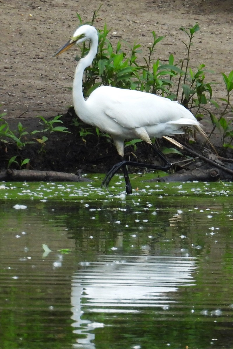 Great Egret - ML637103323