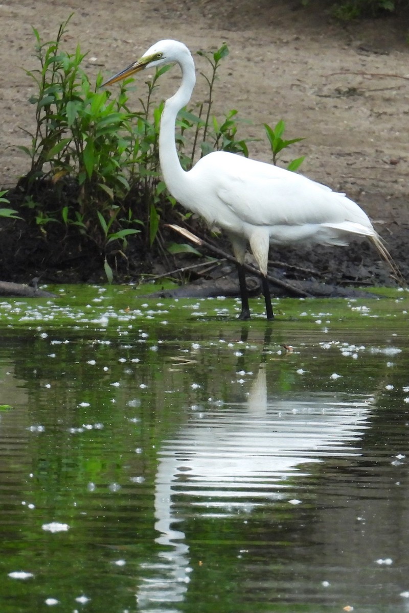 Great Egret - ML637103324