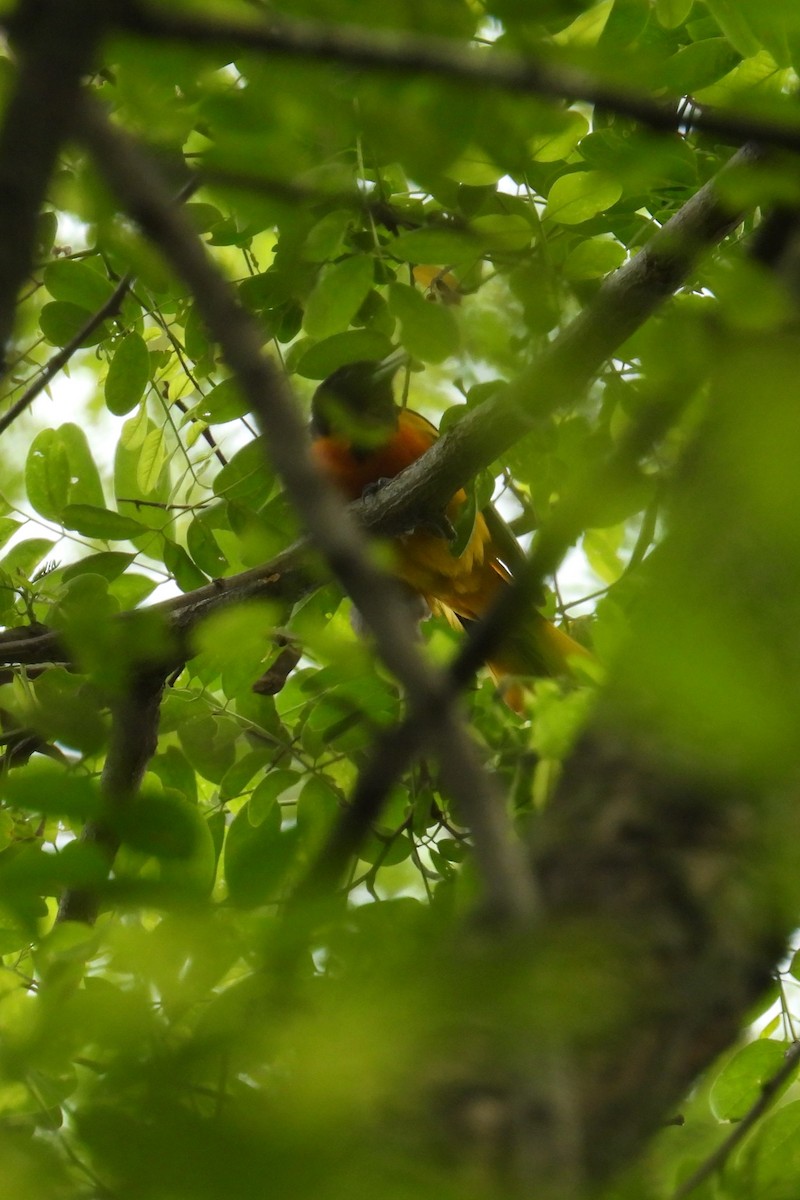 Baltimore Oriole - ML637103343