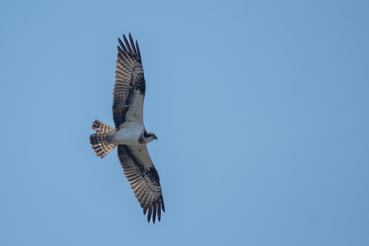 Osprey - ML637103445