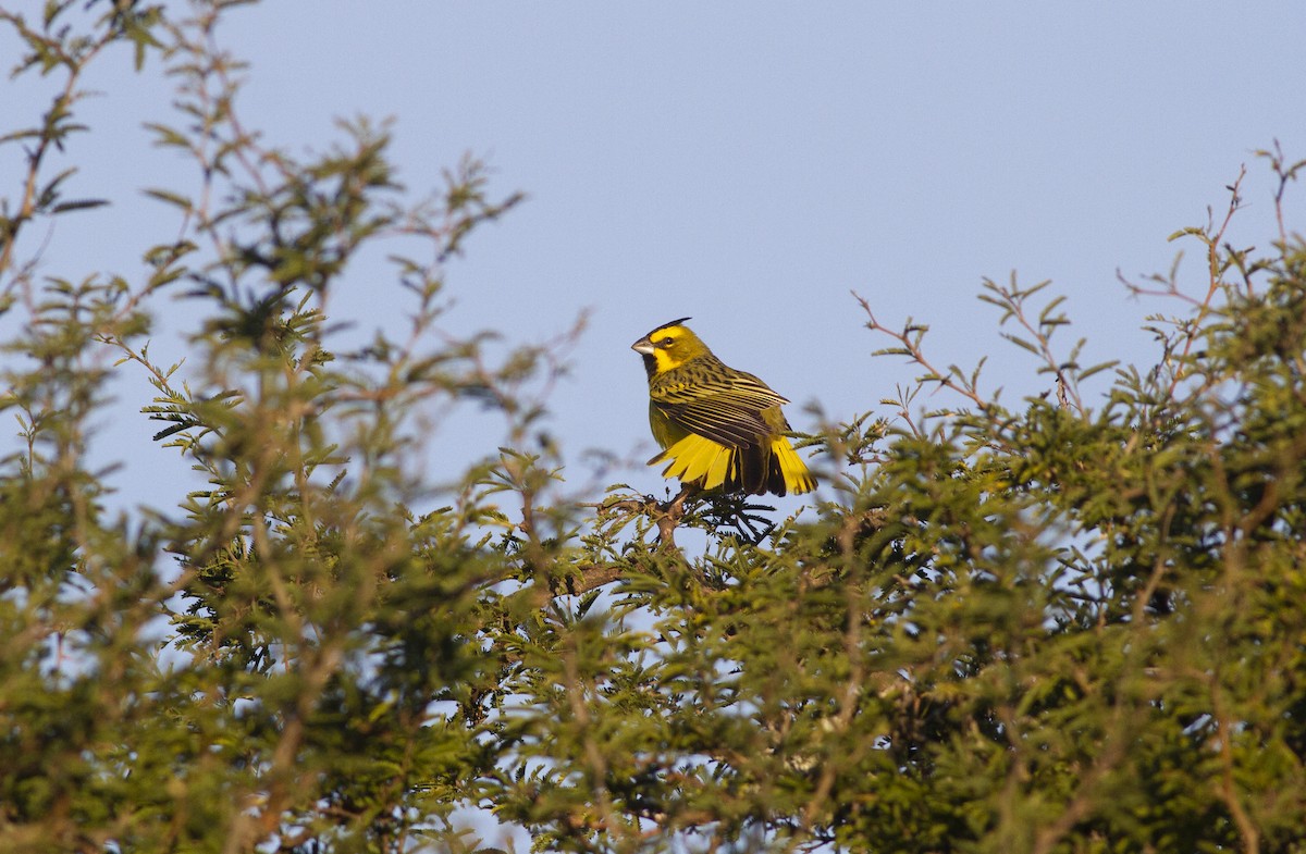Yellow Cardinal - ML637103483