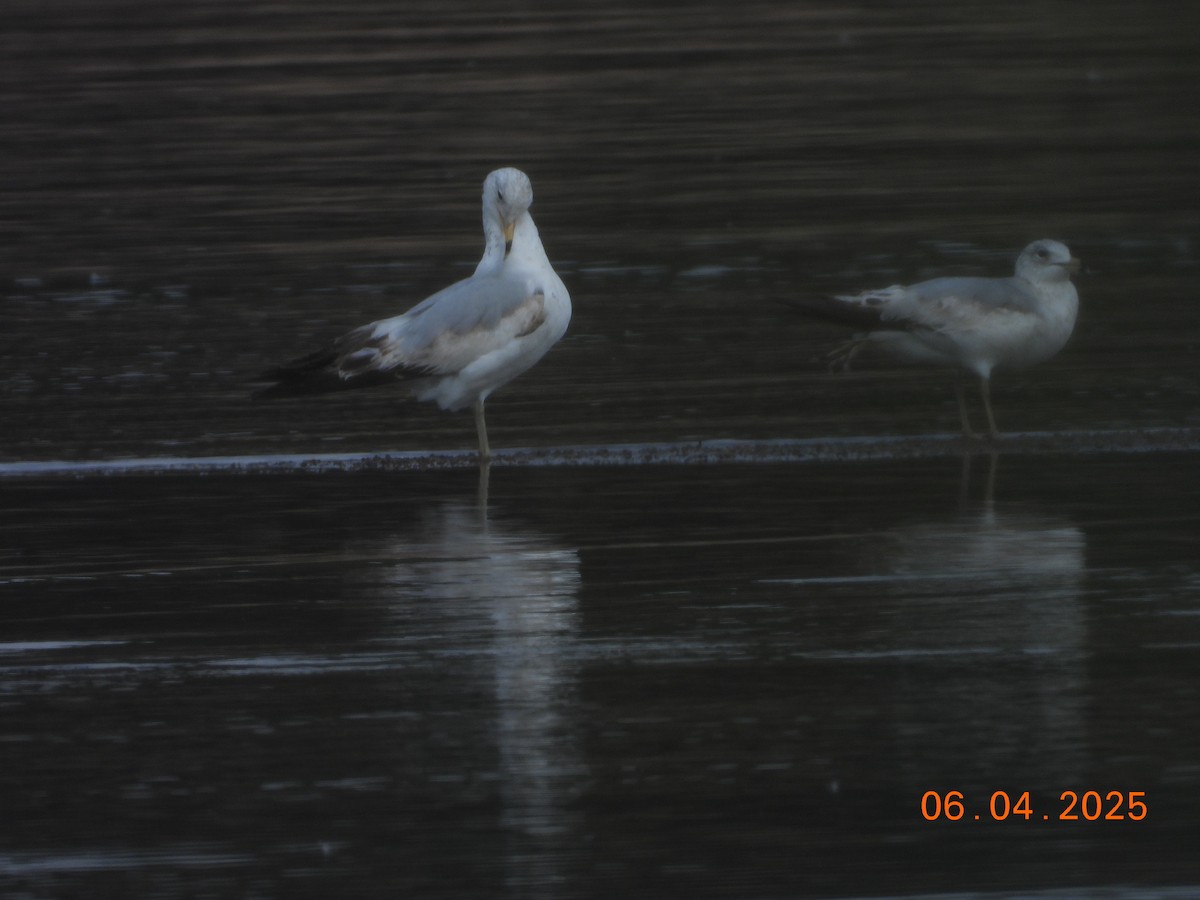 Ring-billed Gull - ML637103510
