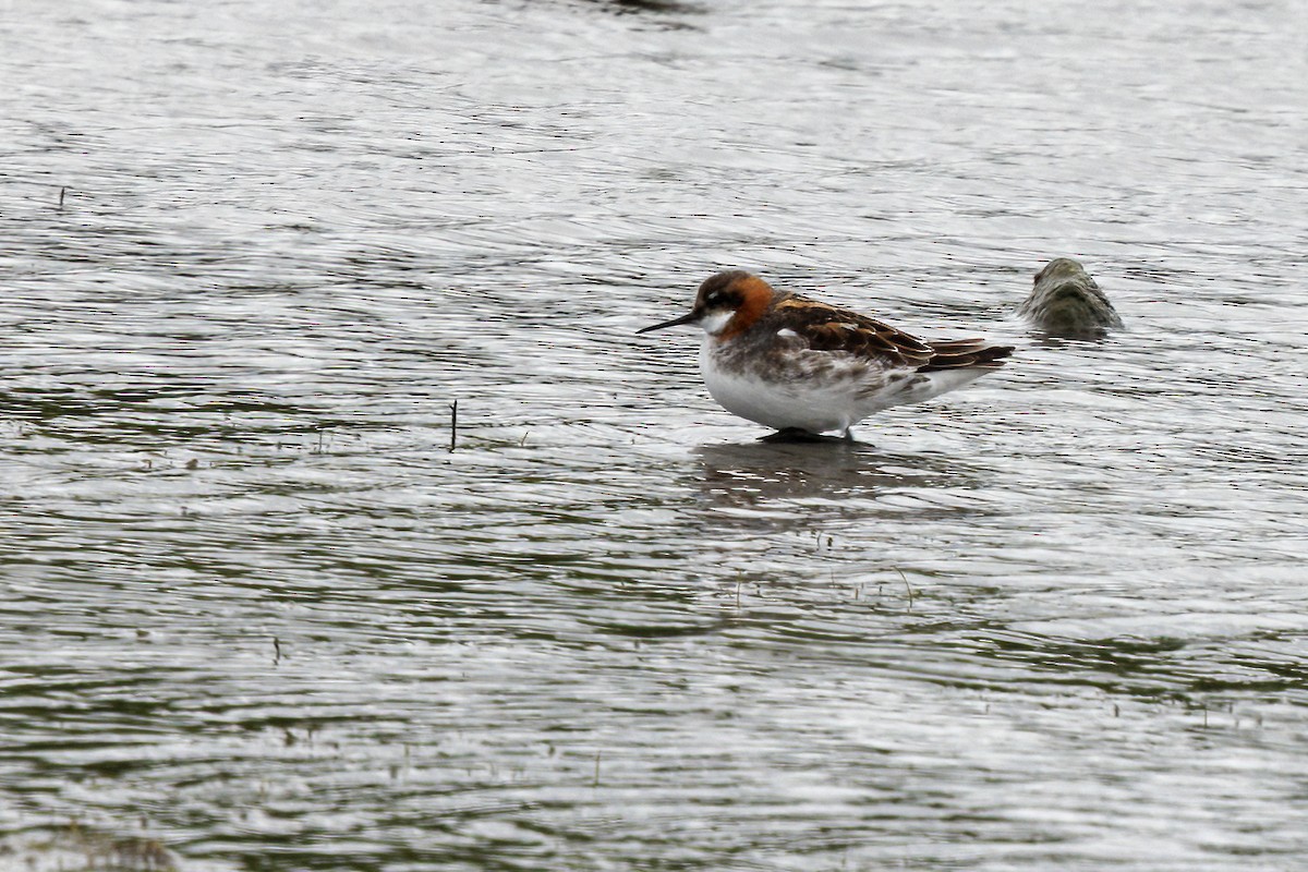 Red-necked Phalarope - ML637103515