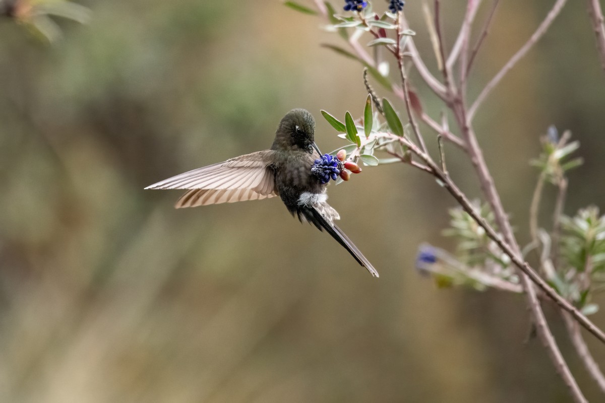 Blue-mantled Thornbill - ML637103543