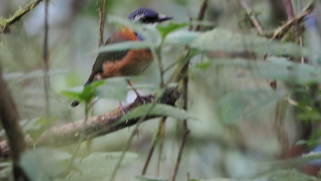 ルリガシラハシリブッポウソウ - ML637103547