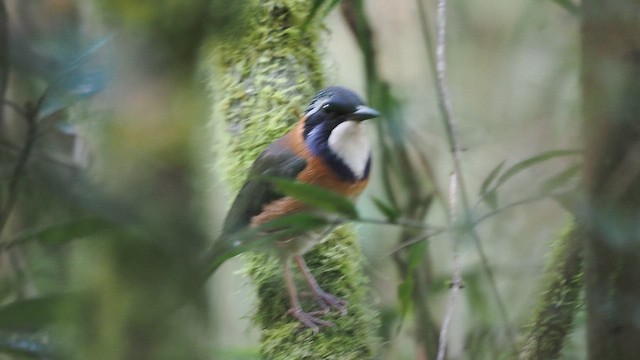 ルリガシラハシリブッポウソウ - ML637103549