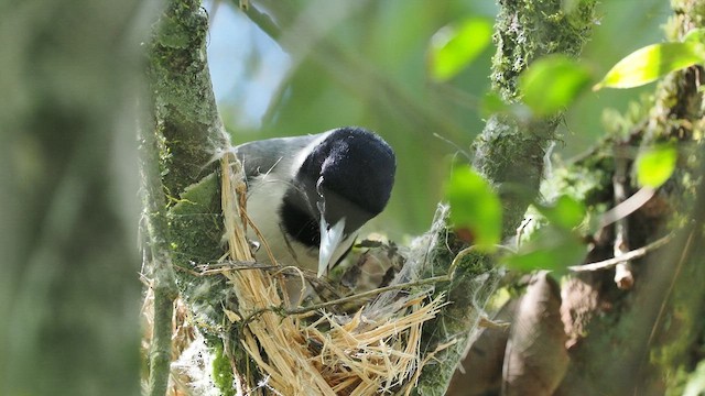 クロノドハシボソオオハシモズ - ML637103579