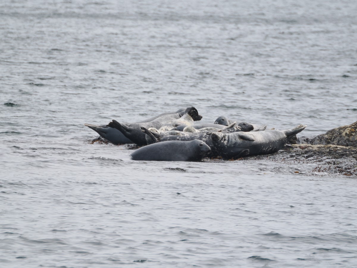 Grey Seal - ML637103655