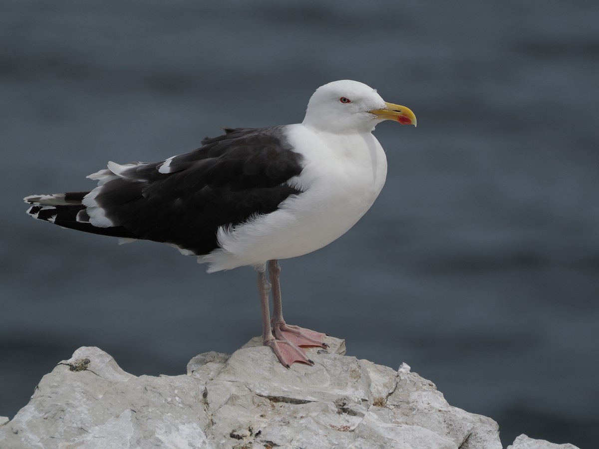 Great Black-backed Gull - ML637103662