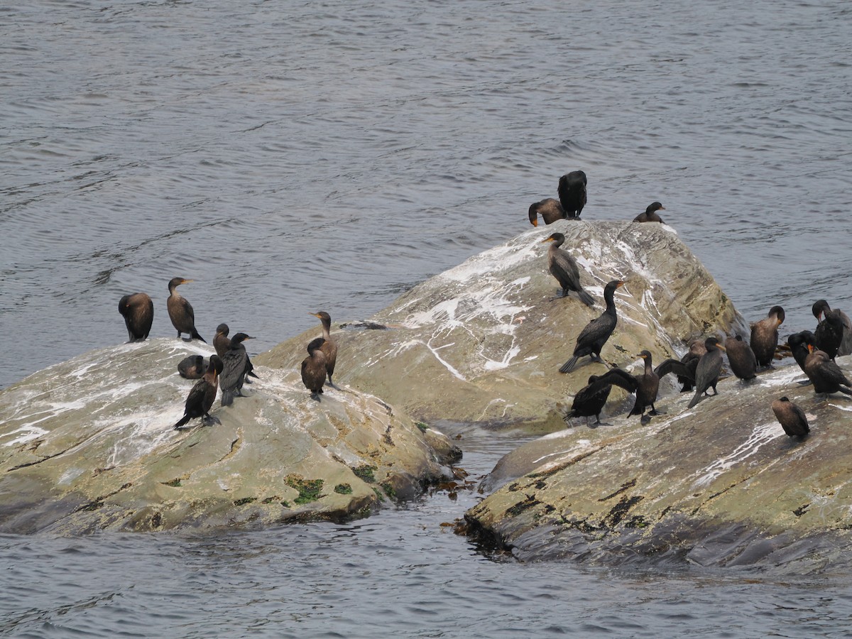 Double-crested Cormorant - ML637103666