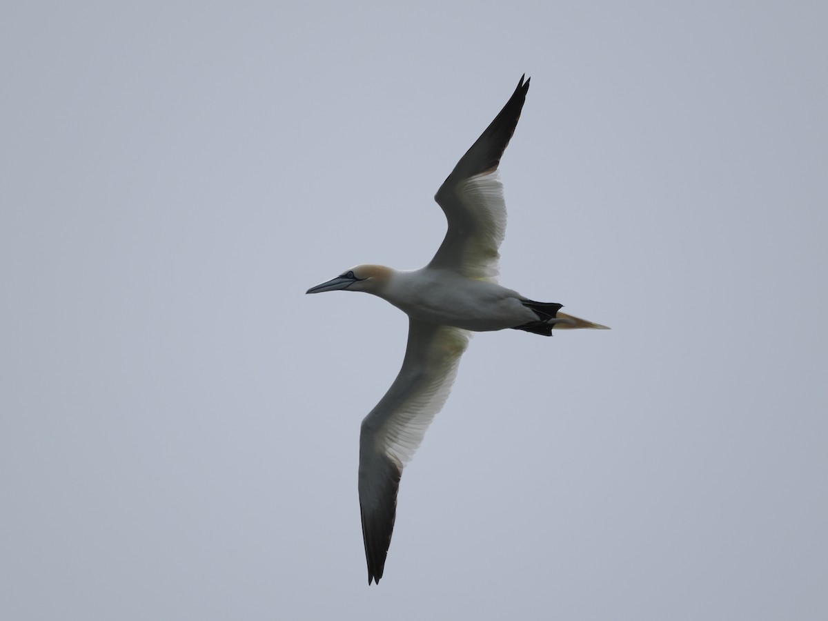 Northern Gannet - ML637103668