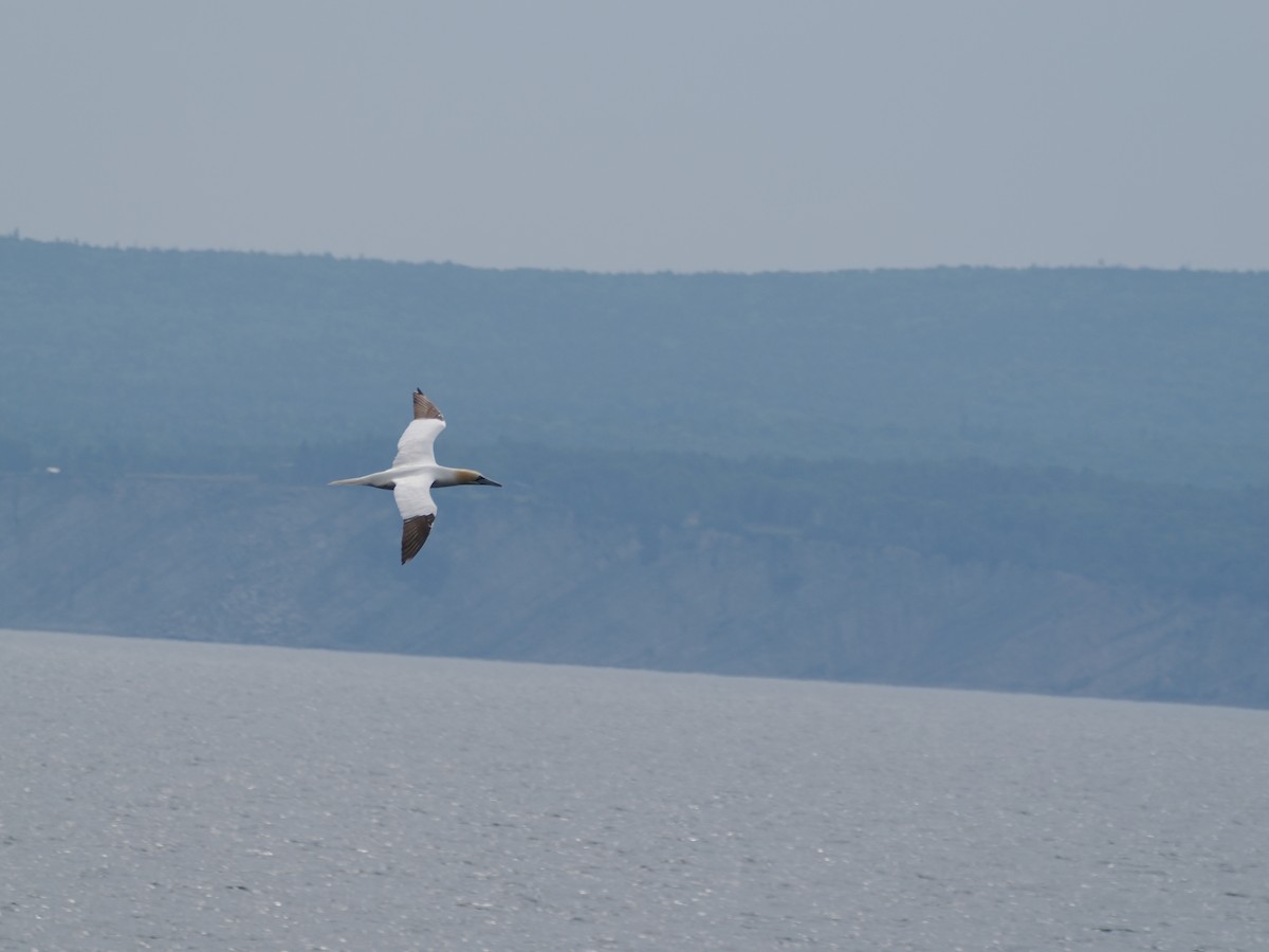 Northern Gannet - ML637103669