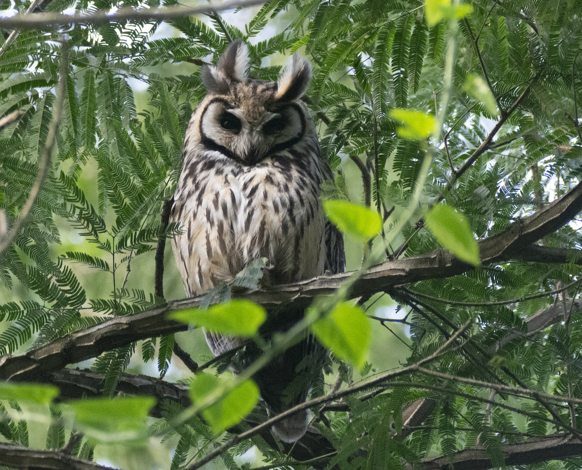 Rusty-barred Owl - ML637103693