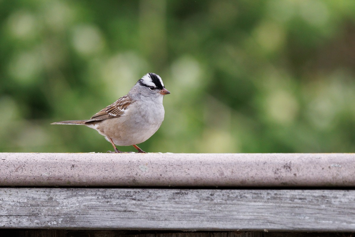 White-crowned Sparrow - ML637103729