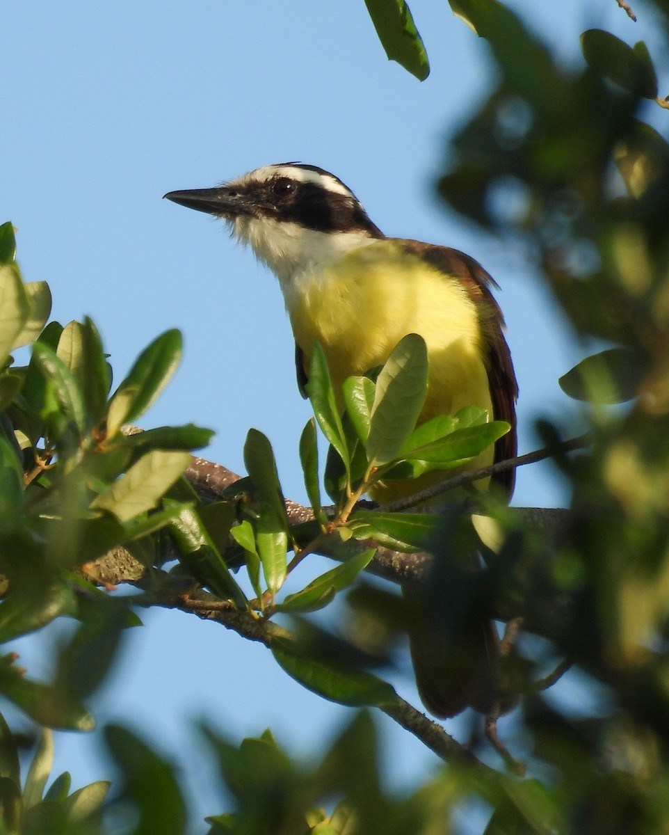 Great Kiskadee - ML637103731