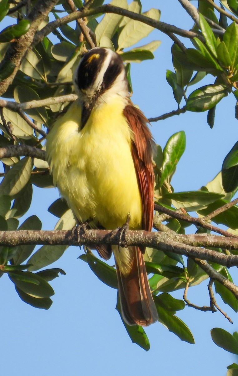 Great Kiskadee - ML637103732