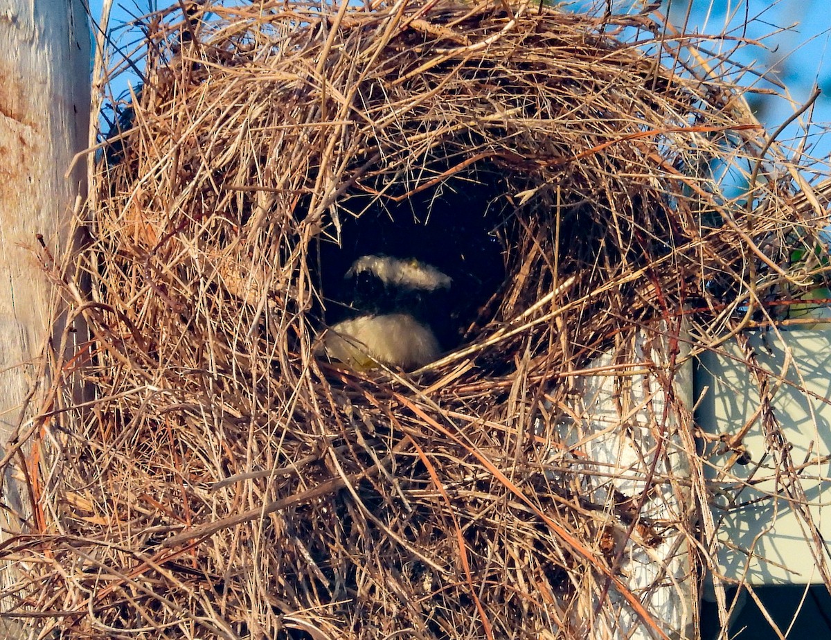 Great Kiskadee - ML637103733