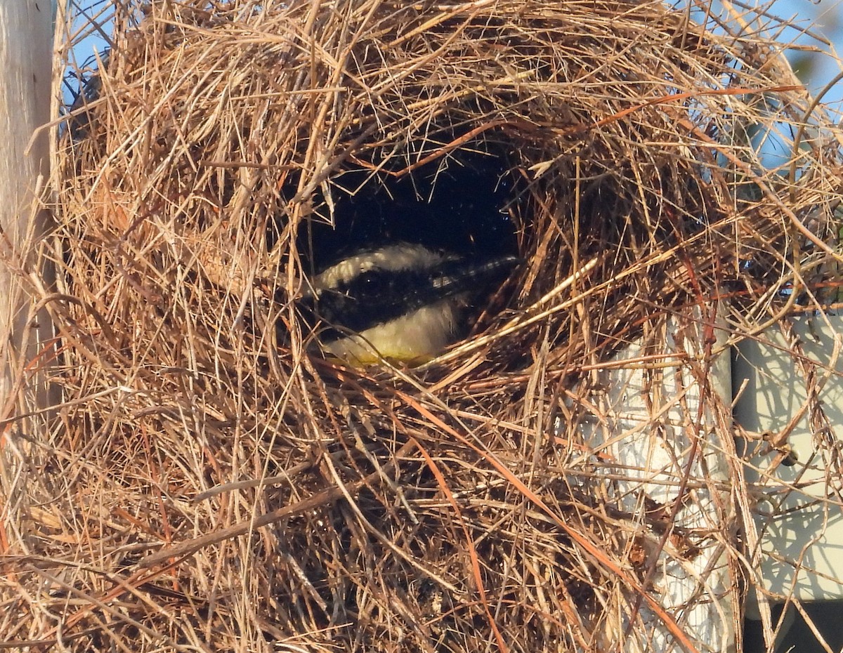 Great Kiskadee - ML637103734