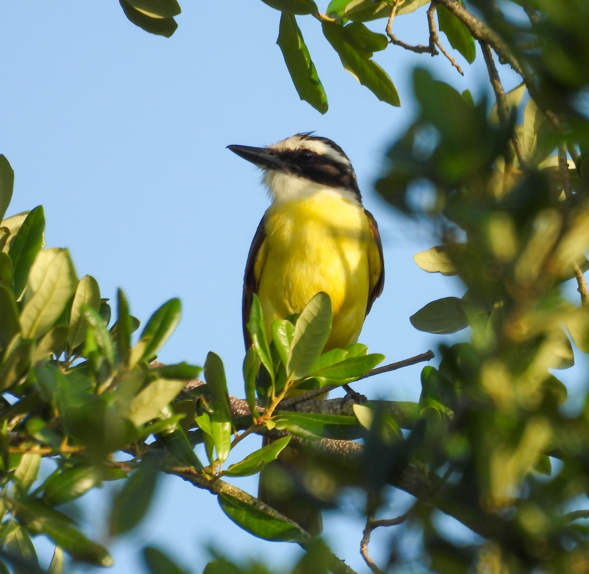 Great Kiskadee - ML637103735