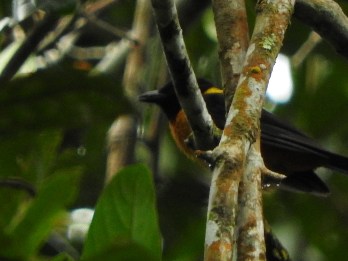 Tangara mordoré - ML637103757