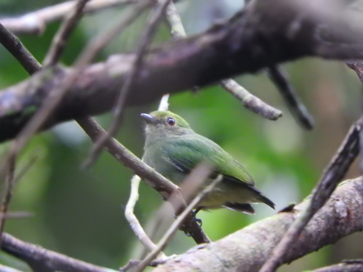 Mavi Tepeli Manakin - ML637103814