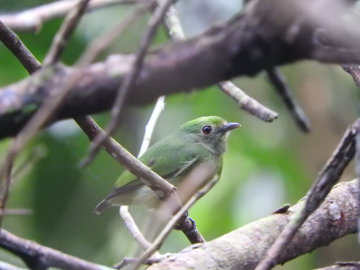 Mavi Tepeli Manakin - ML637103815