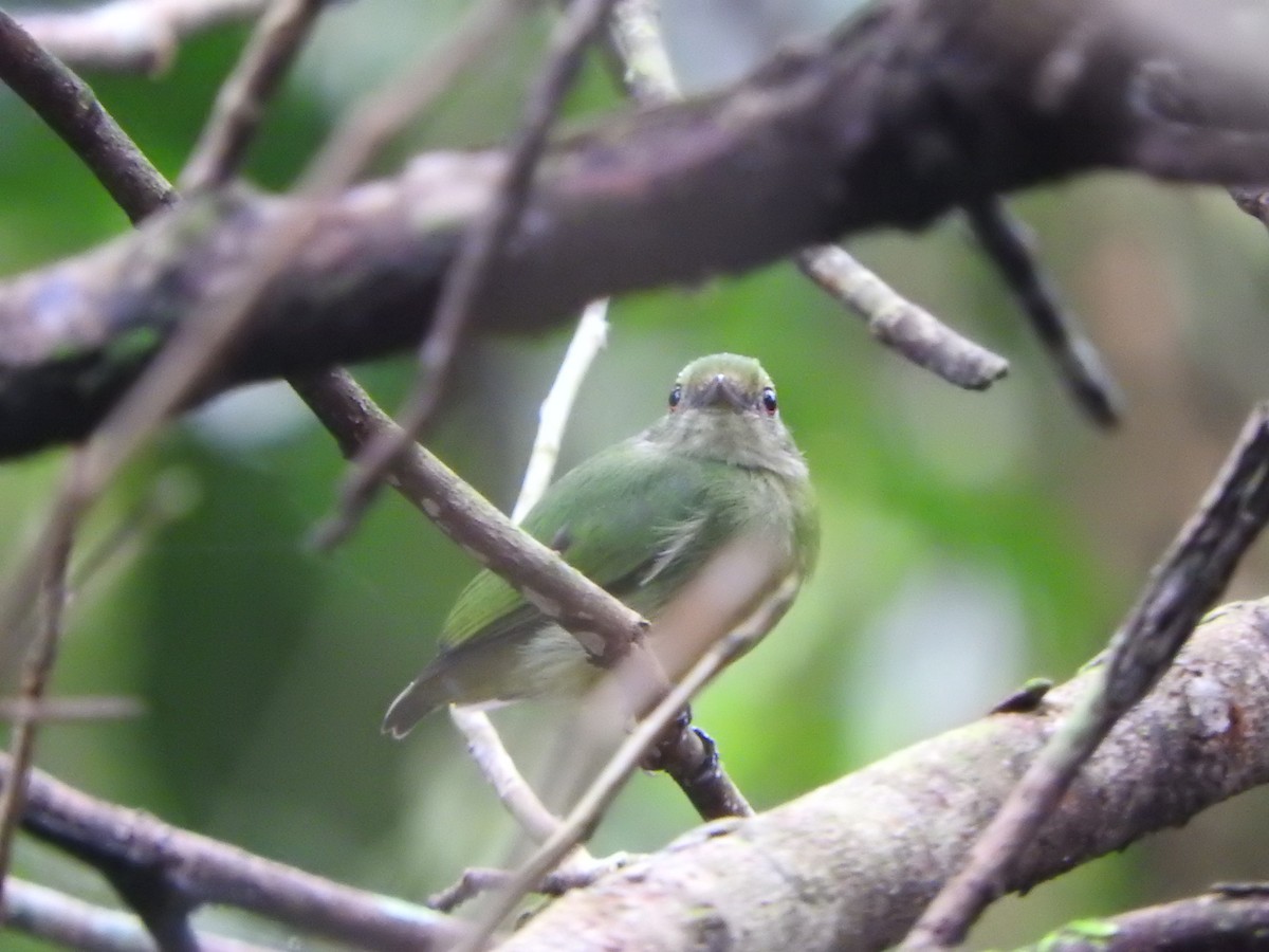 Mavi Tepeli Manakin - ML637103816