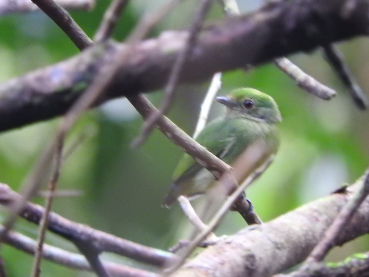 Mavi Tepeli Manakin - ML637103817
