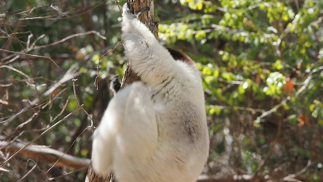 Animaux - ML637103838
