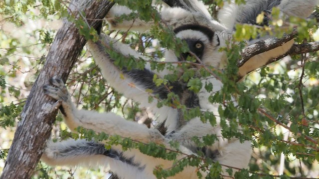 Animaux - ML637103880