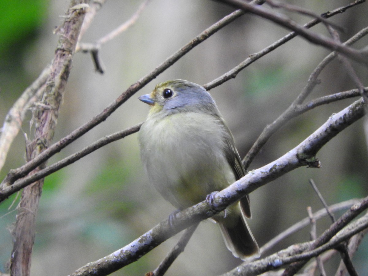 Wing-barred Piprites - ML637103891