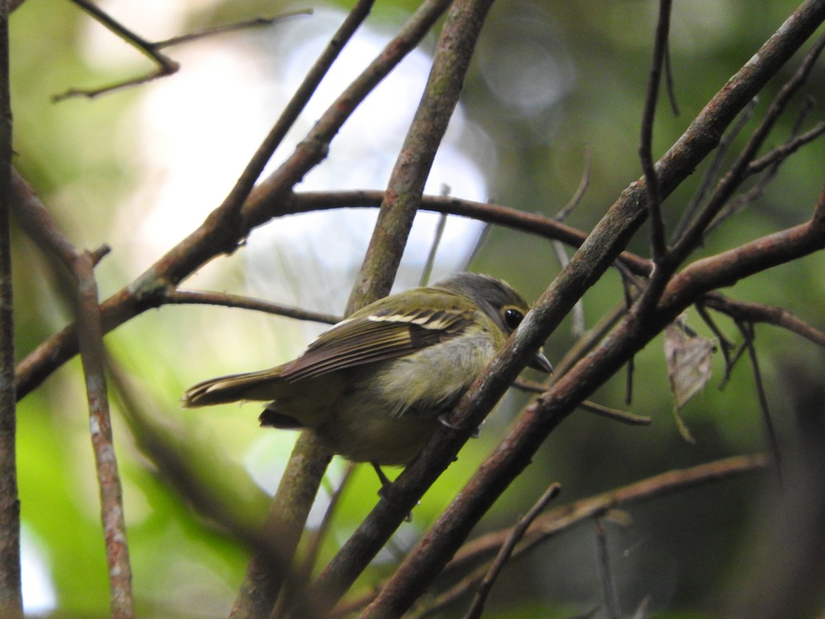 Wing-barred Piprites - ML637103893
