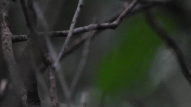 Wing-barred Piprites - ML637103902