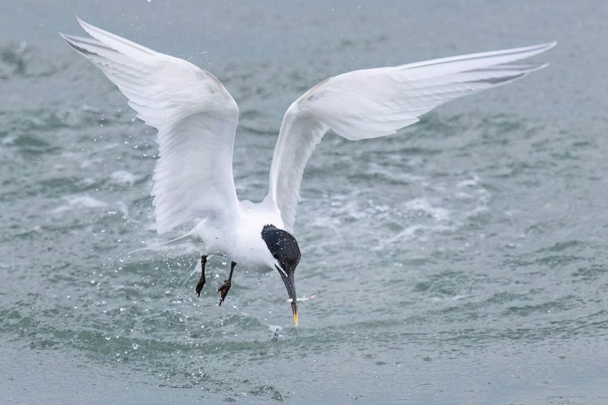 Sandwich Tern (Eurasian) - ML637103904