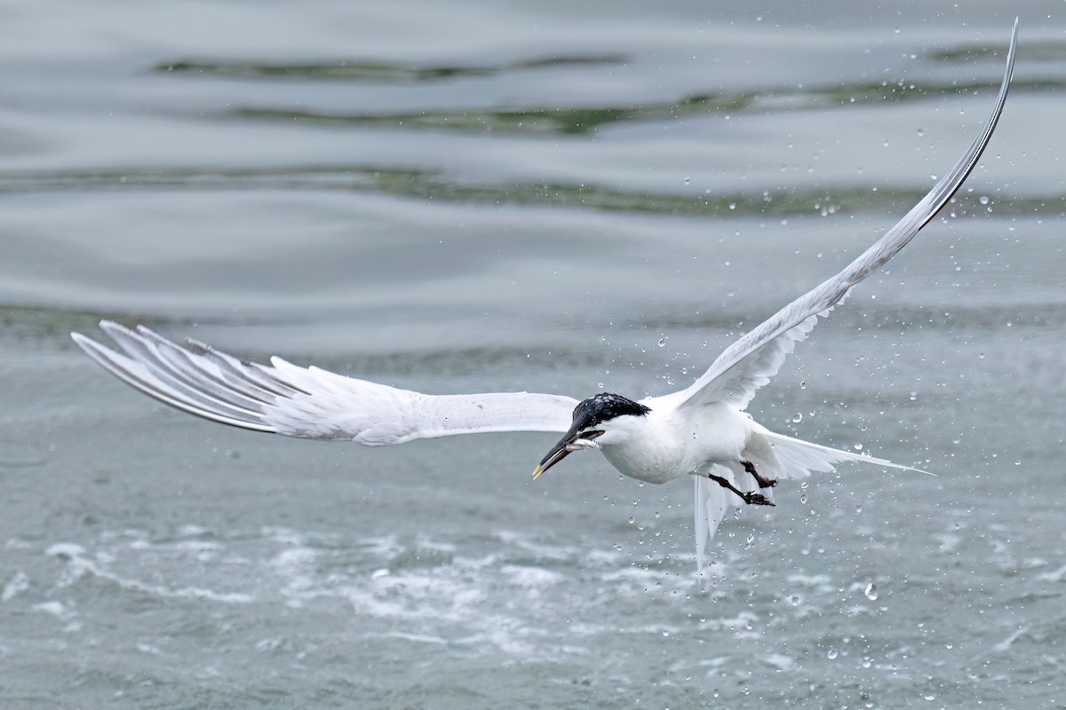 Sandwich Tern (Eurasian) - ML637103905