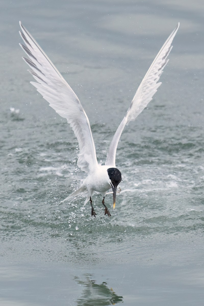 Sandwich Tern (Eurasian) - ML637103910