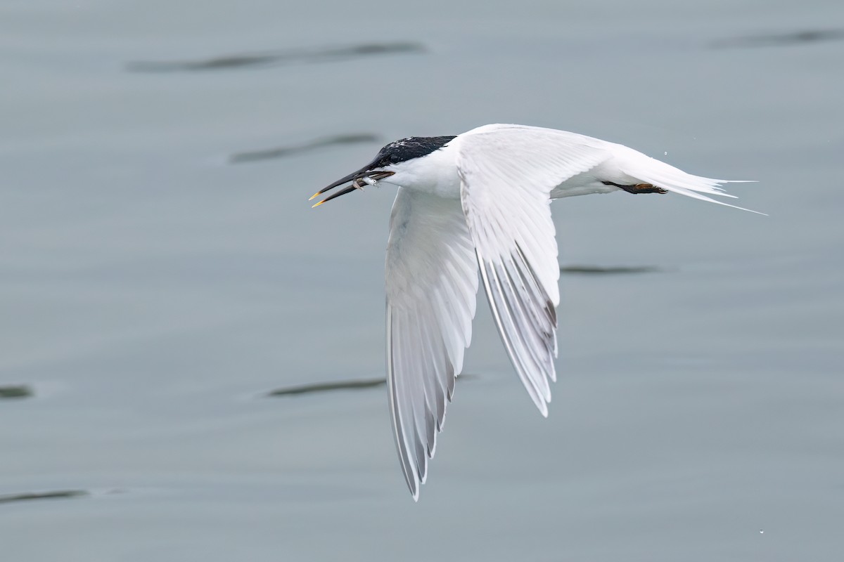 Sandwich Tern (Eurasian) - ML637103914