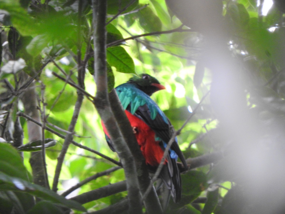 Pavonine Quetzal - ML637103956