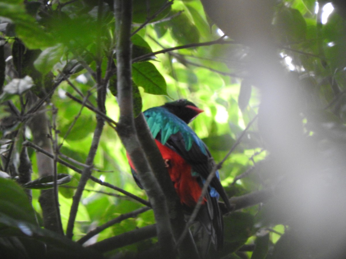 Pavonine Quetzal - ML637103957