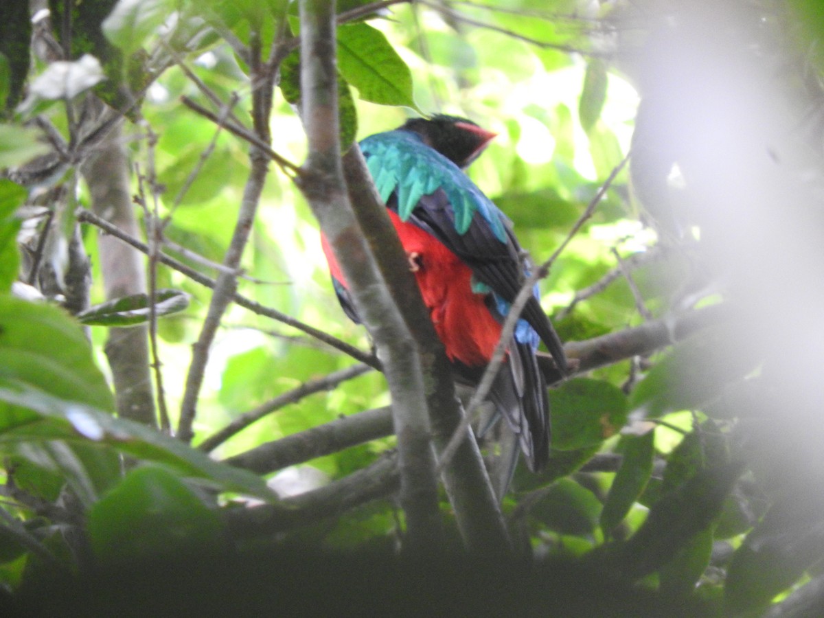 Pavonine Quetzal - ML637103962
