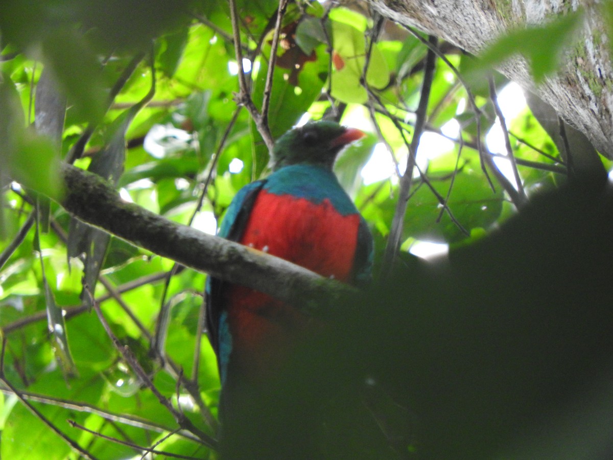 Pavonine Quetzal - ML637103963