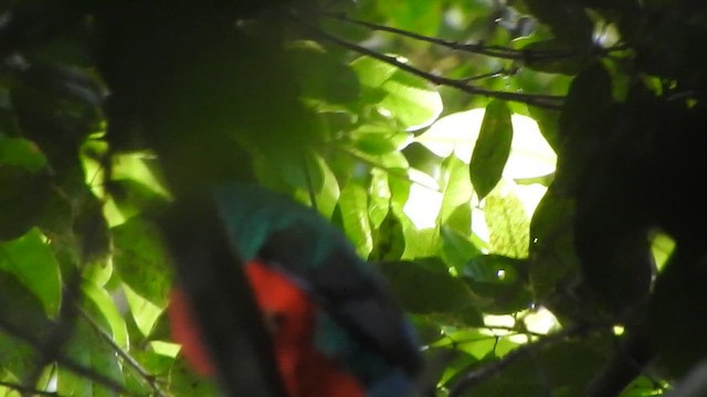 Pavonine Quetzal - ML637103970