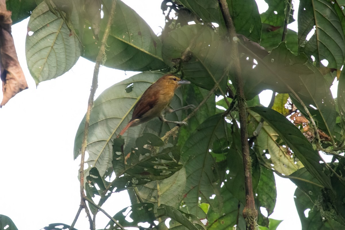 Russet Antshrike - ML637103996