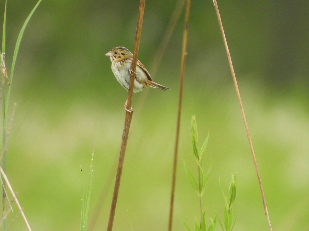 Henslow's Sparrow - ML637104041