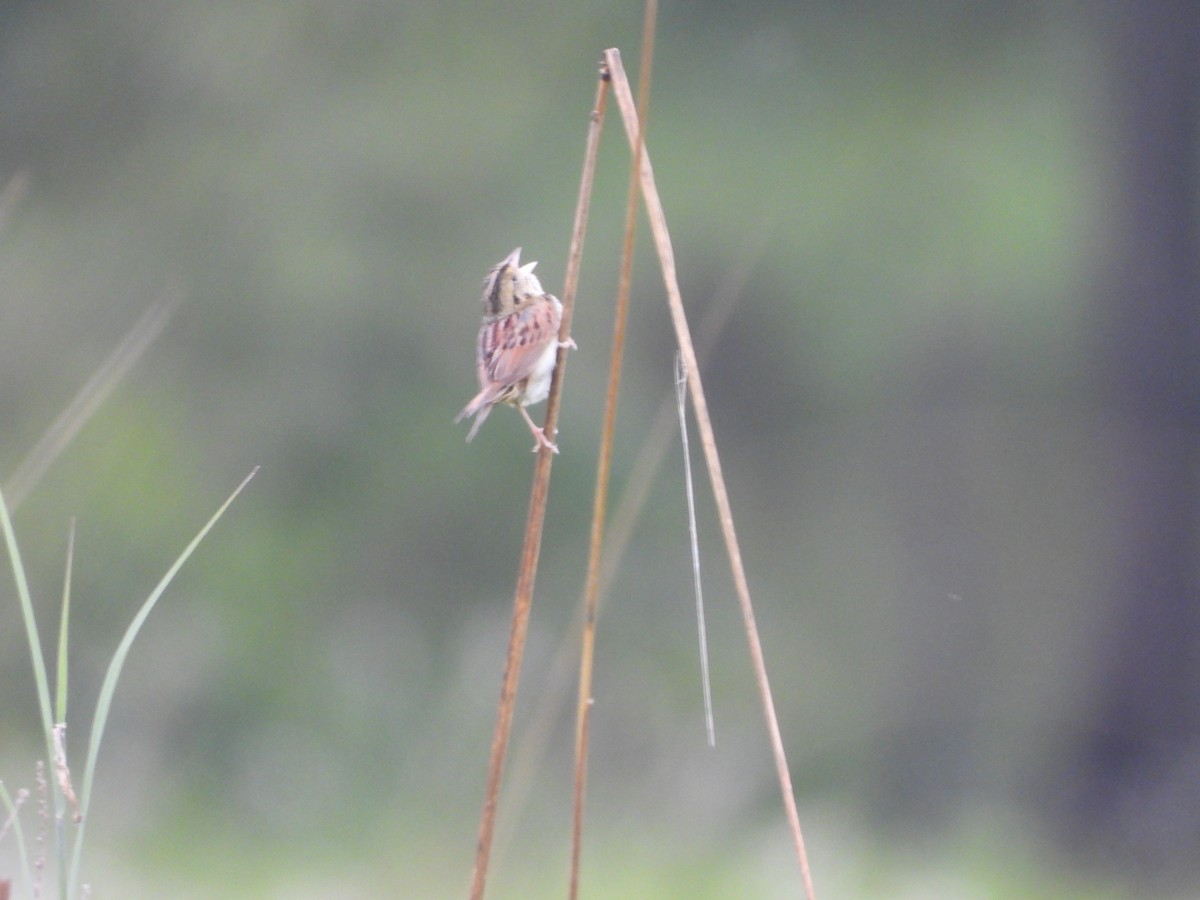 Henslow's Sparrow - ML637104042