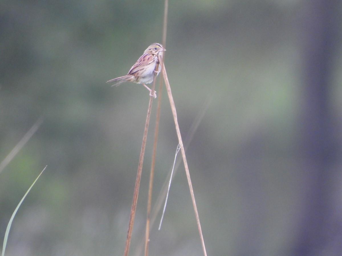 Henslow's Sparrow - ML637104043