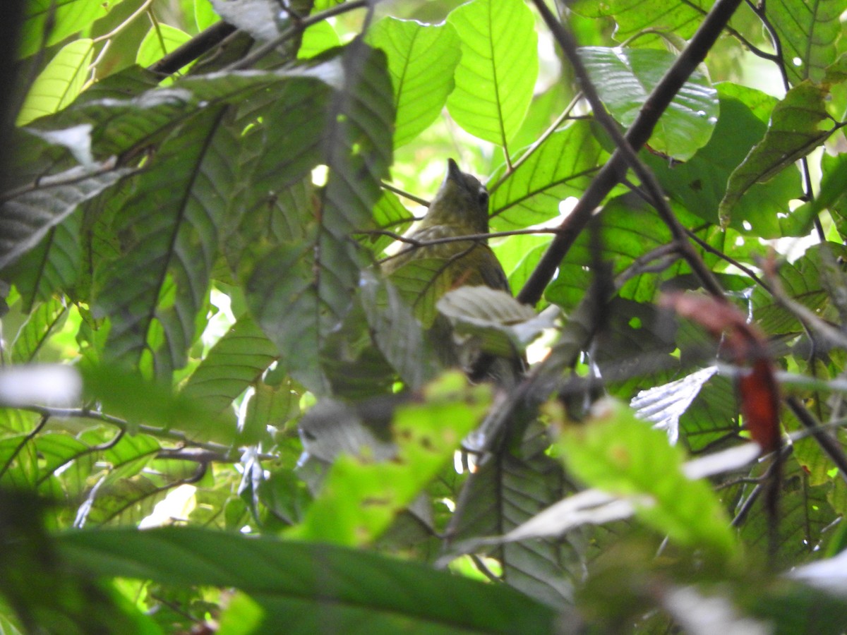 Gray-tailed Piha - ML637104079