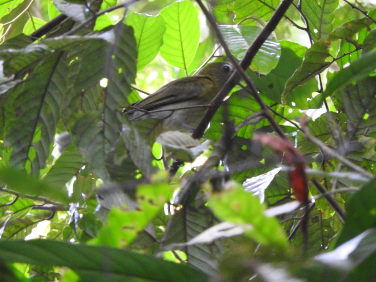 Gray-tailed Piha - ML637104080