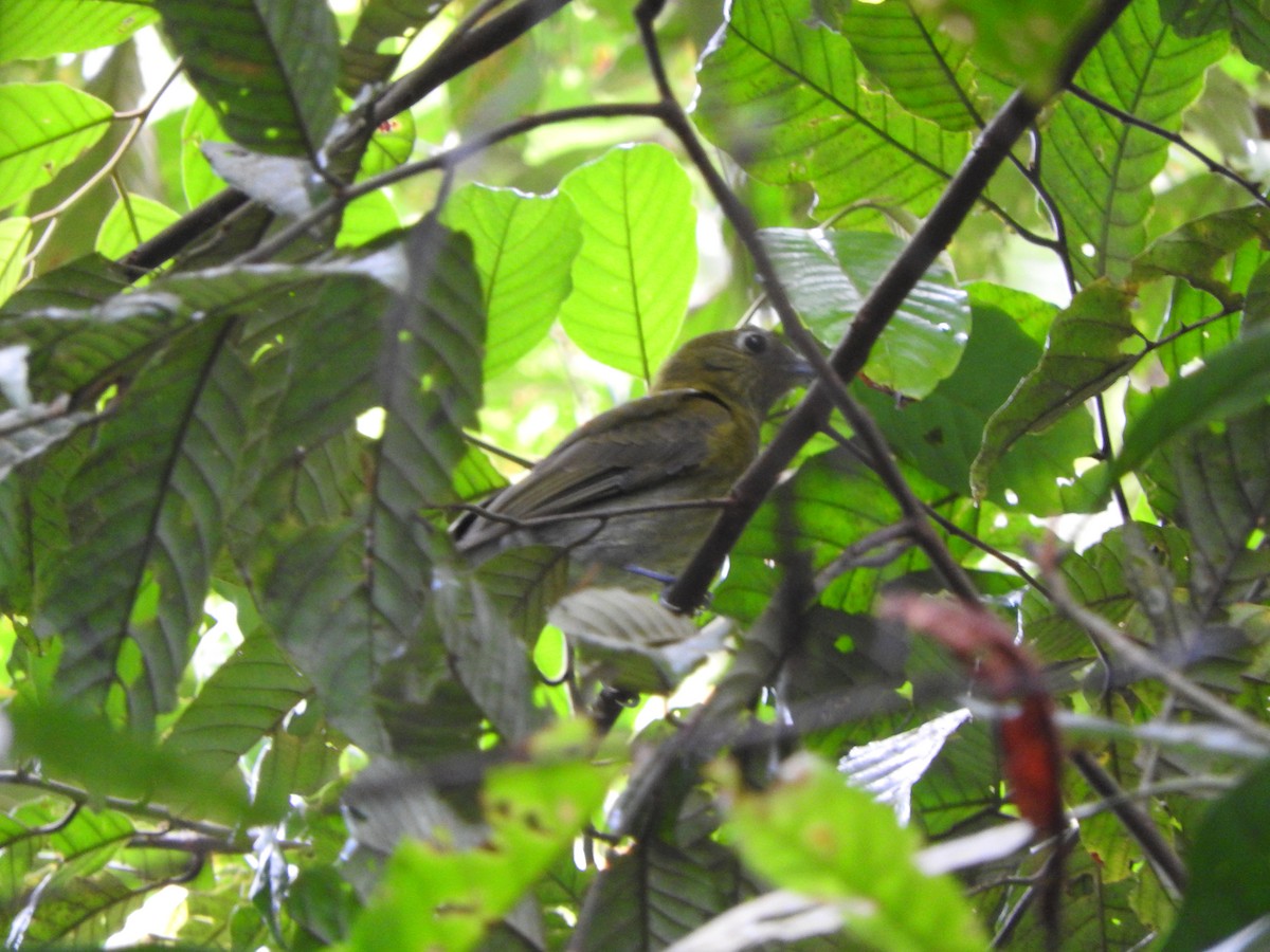 Gray-tailed Piha - ML637104081