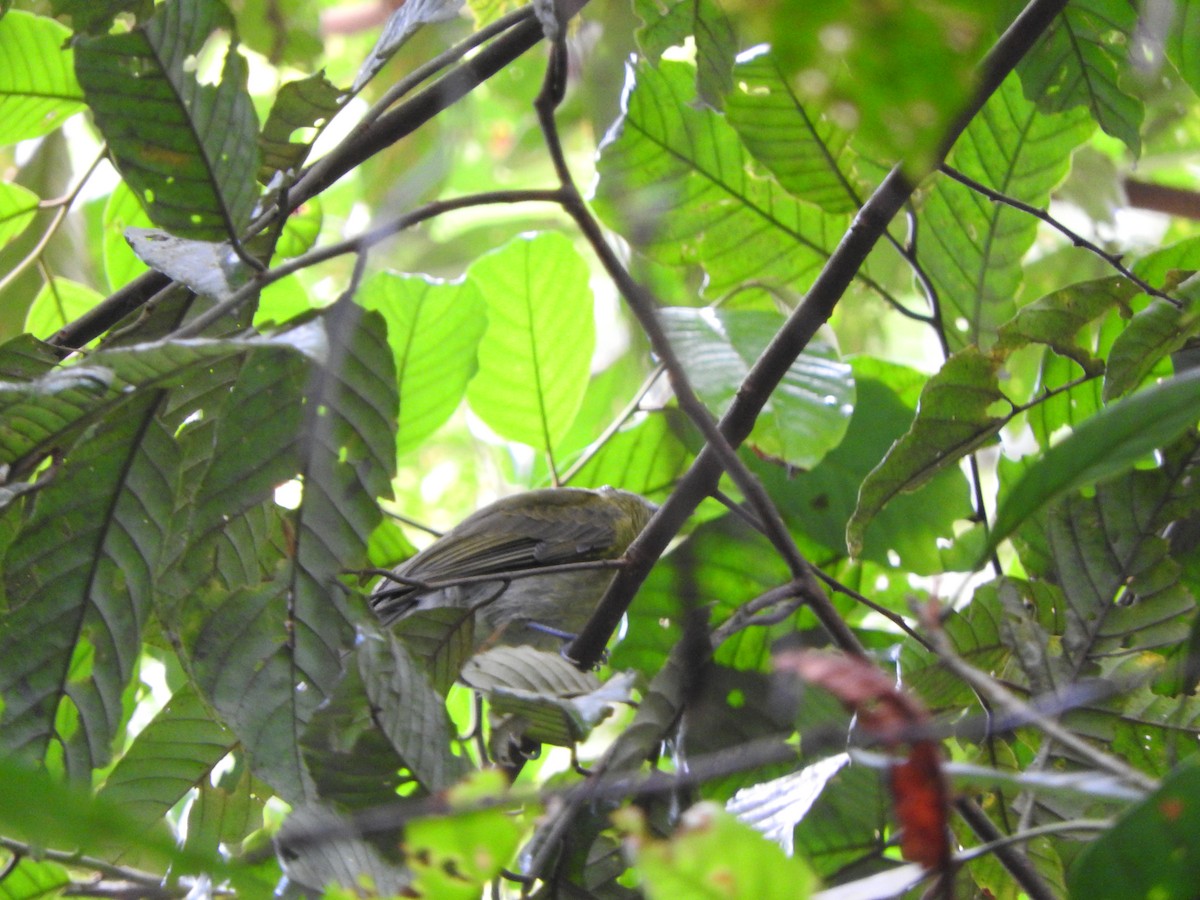 Gray-tailed Piha - ML637104083
